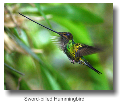 Sword-billed Hummingbird