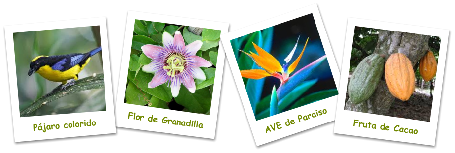 Flor de Granadilla AVE de Paraiso Fruta de Cacao Pájaro colorido